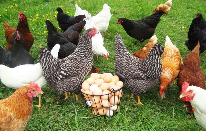 Agriturismo La Biandrina Carpignano Sesia Ngoại thất bức ảnh